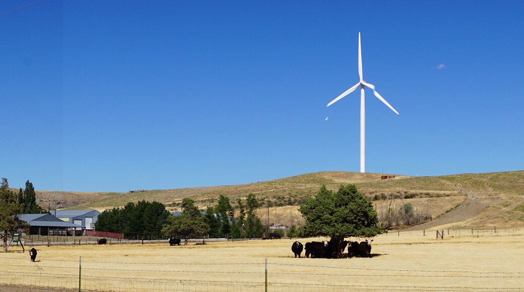 Black Angus cattle with windmills