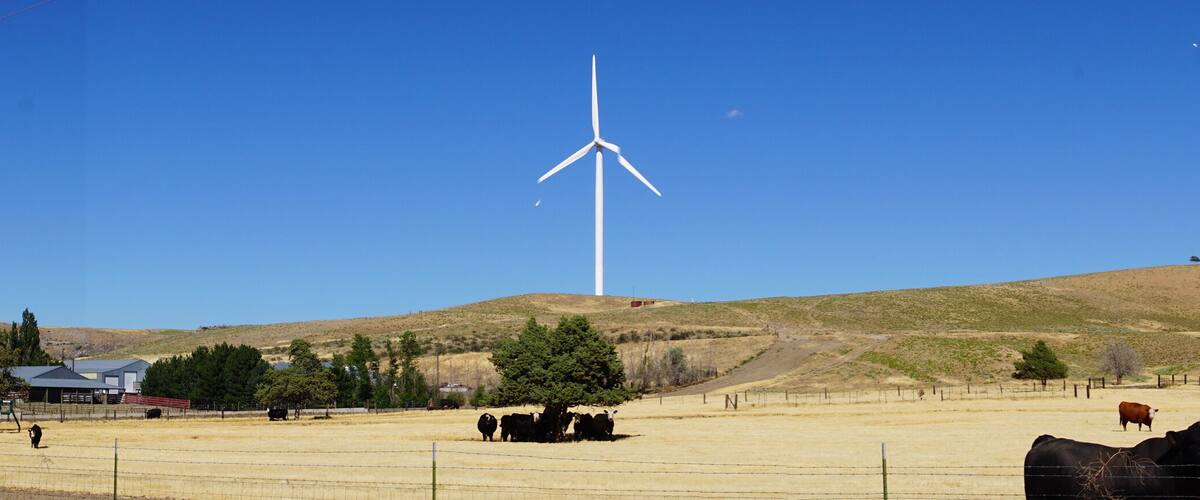 Black Angus cattle with windmills