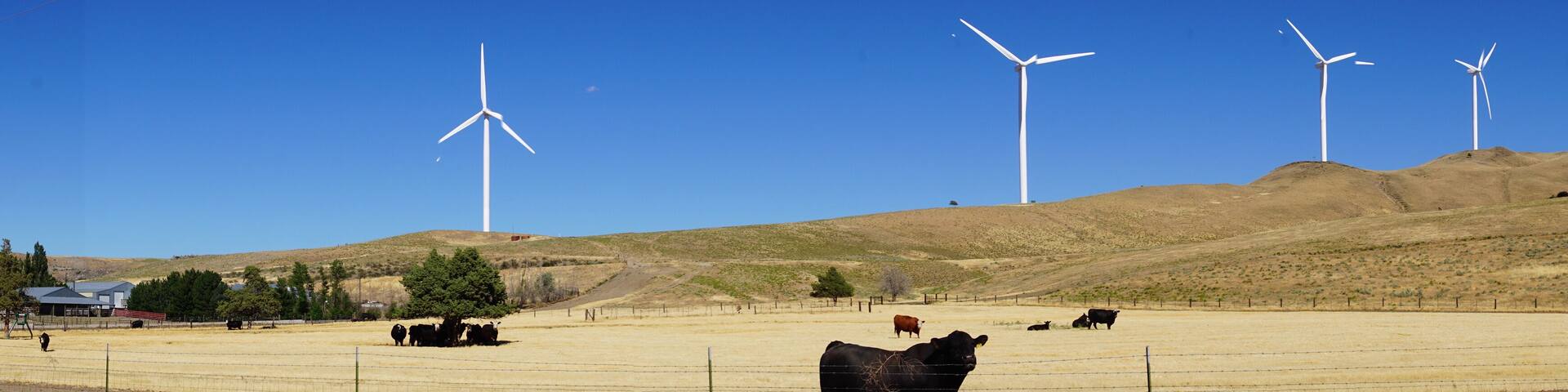 Black Angus cattle with windmills