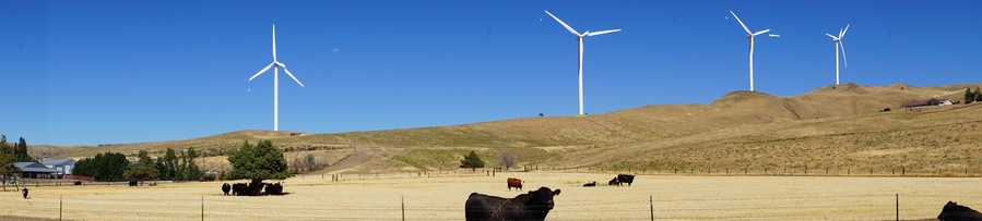 Black Angus cattle with windmills