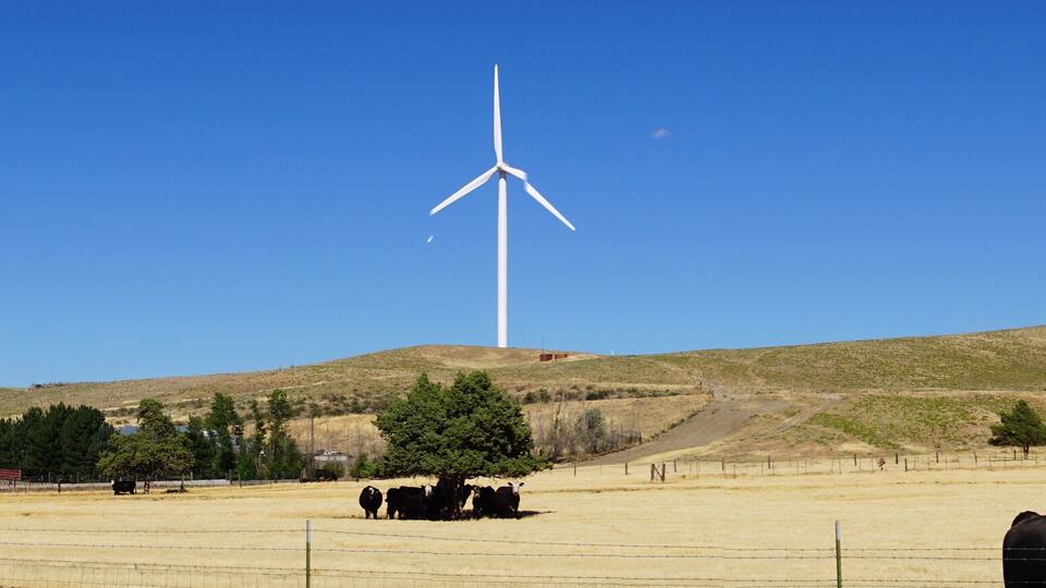 Black Angus cattle with windmills