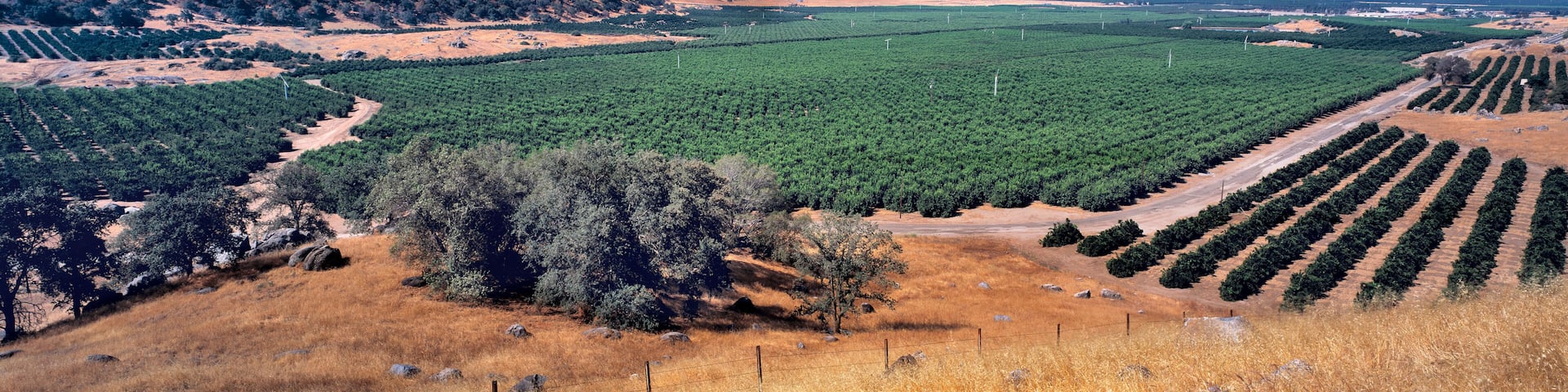 USA, California, Kings Co. Orange groves are planted right to the foothills near Lemon Cove in the San Joaquin Valley, California.