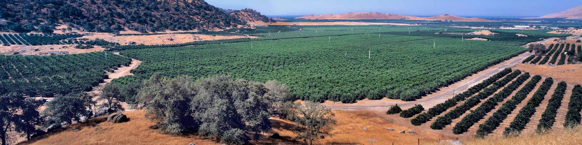 USA, California, Kings Co. Orange groves are planted right to the foothills near Lemon Cove in the San Joaquin Valley, California.
