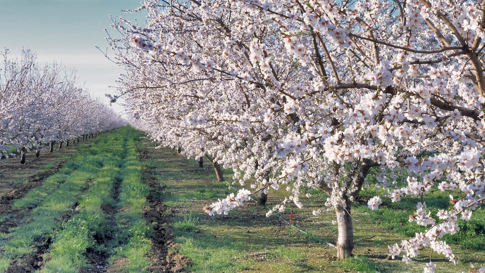 A cherry blossom orchard with rows of blooming trees.