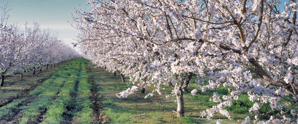 A cherry blossom orchard with rows of blooming trees.
