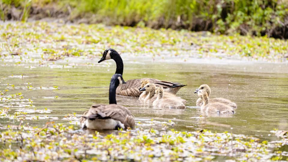 A duck with its ducklings swimming in a water body surrounded by vegetation.