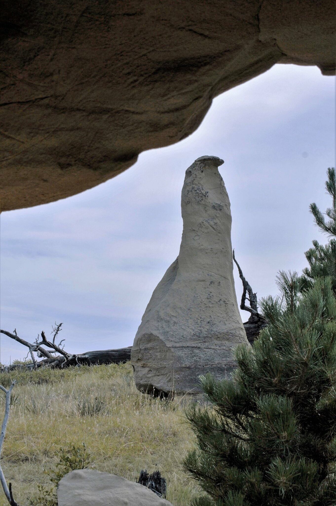 Fossil remains of the primitive mammal Baiotomeus were discovered here in 1935. Baiotomeus douglassi is a fairly substantial multituberculate weighing almost 200 g. 