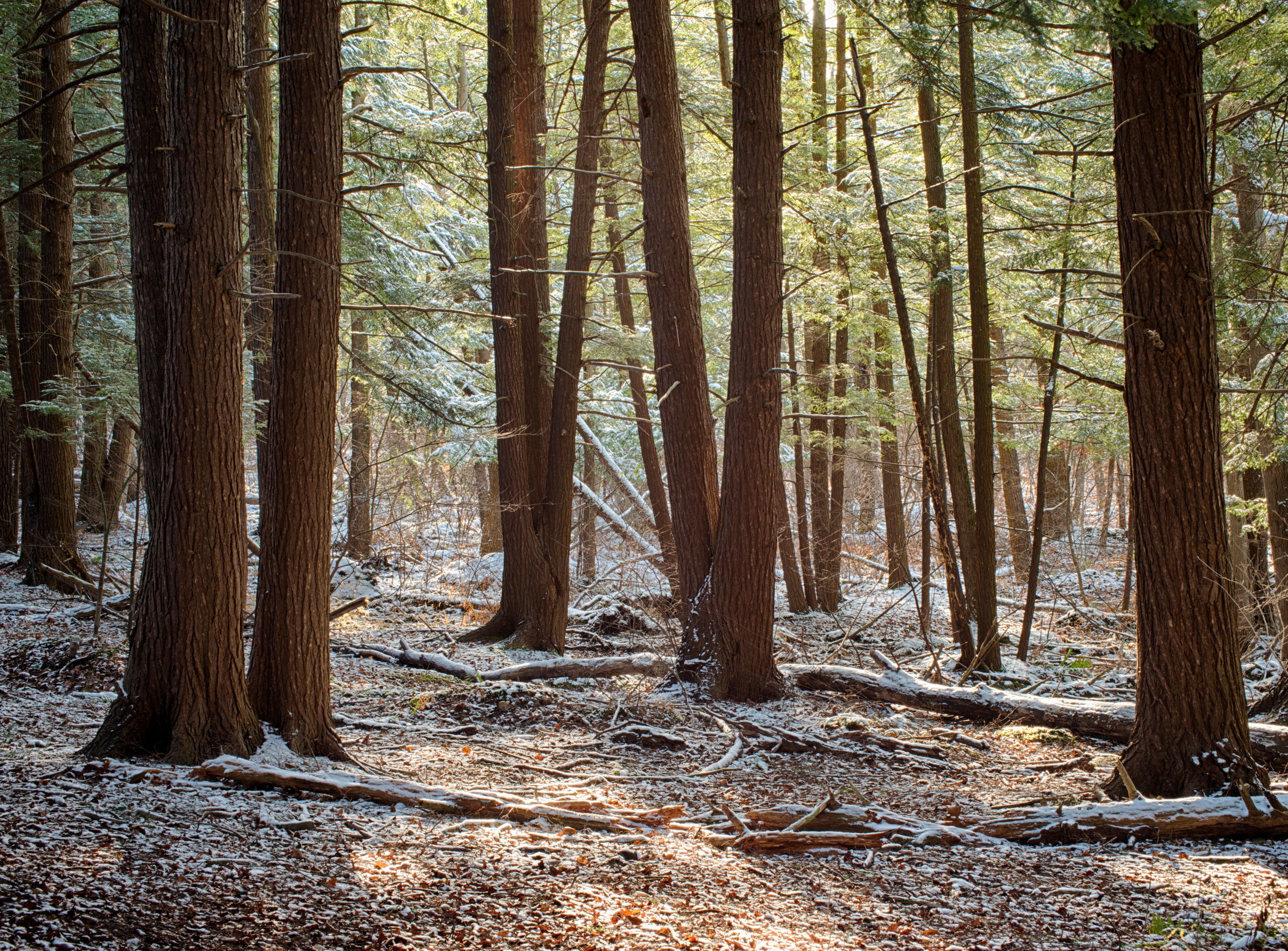 Hemlock Grove, Beaver Lake Nature Center
