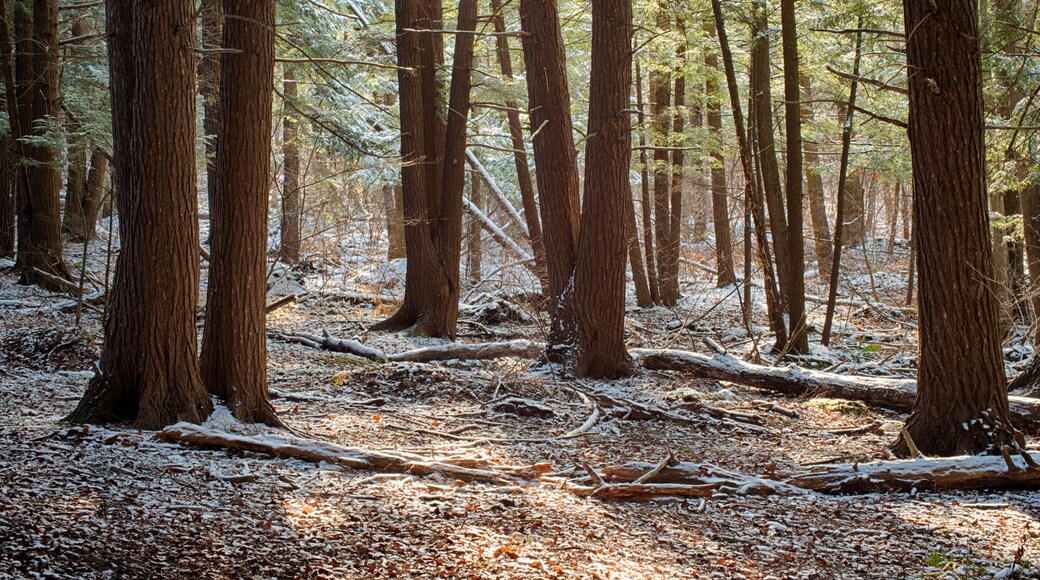 Hemlock Grove, Beaver Lake Nature Center