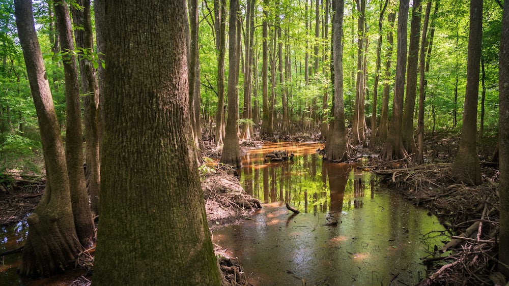 Une forêt marécageuse, avec de grands arbres et un petit ruisseau.