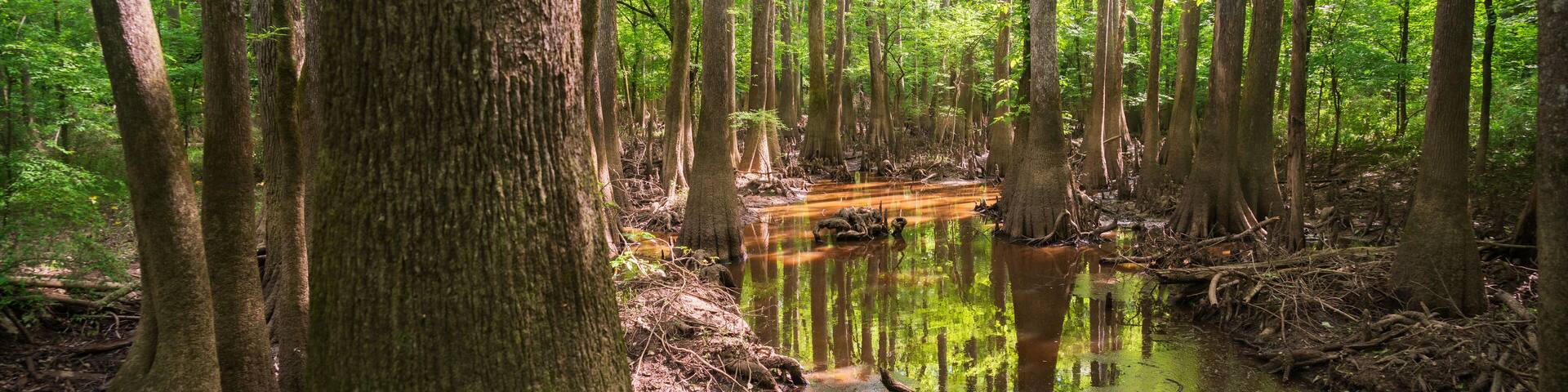 The Forest Floor at Congaree National Park in central South Carolina