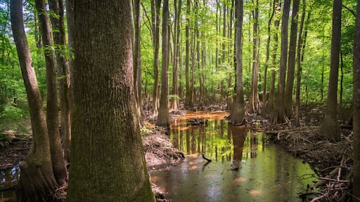 The Forest Floor at Congaree National Park in central South Carolina