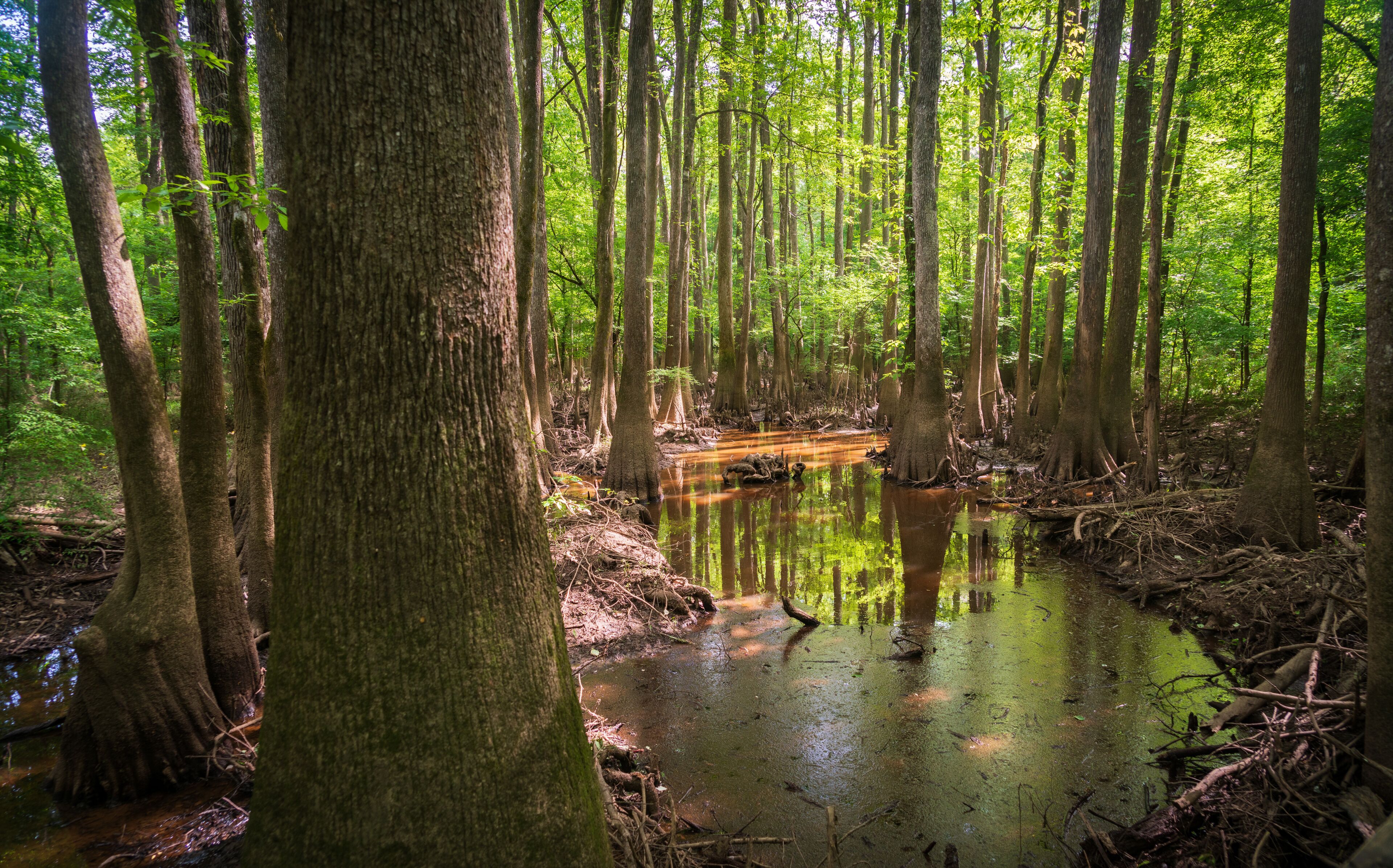 A swampy forest with tall trees and a small stream.