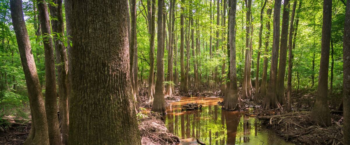 A swampy forest with tall trees and a small stream.