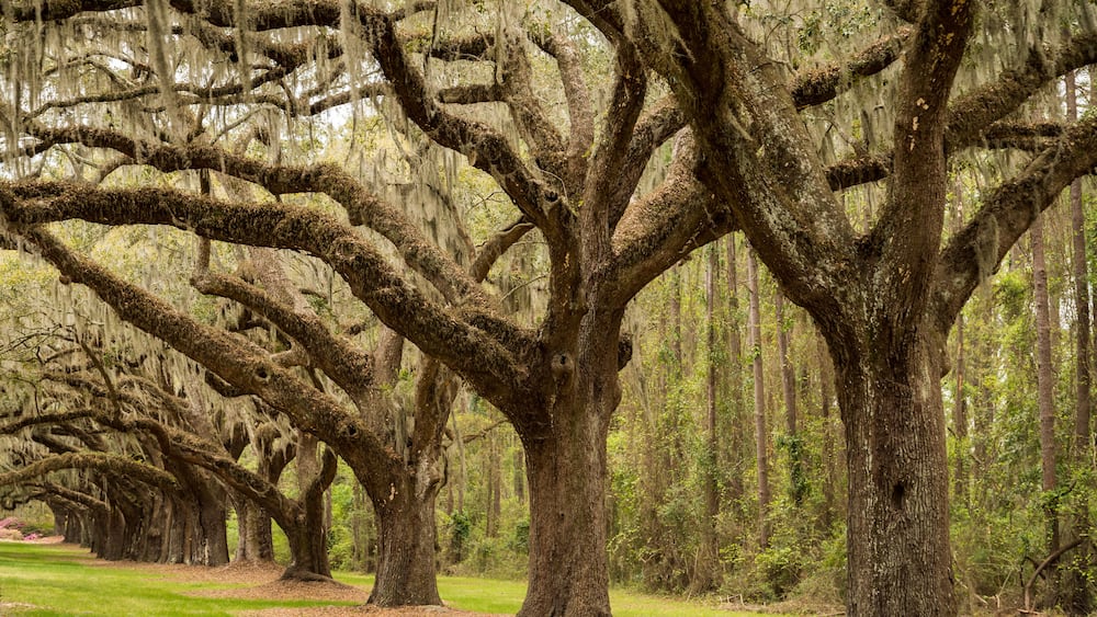 Boone Hall pantation in Charleston SC USA