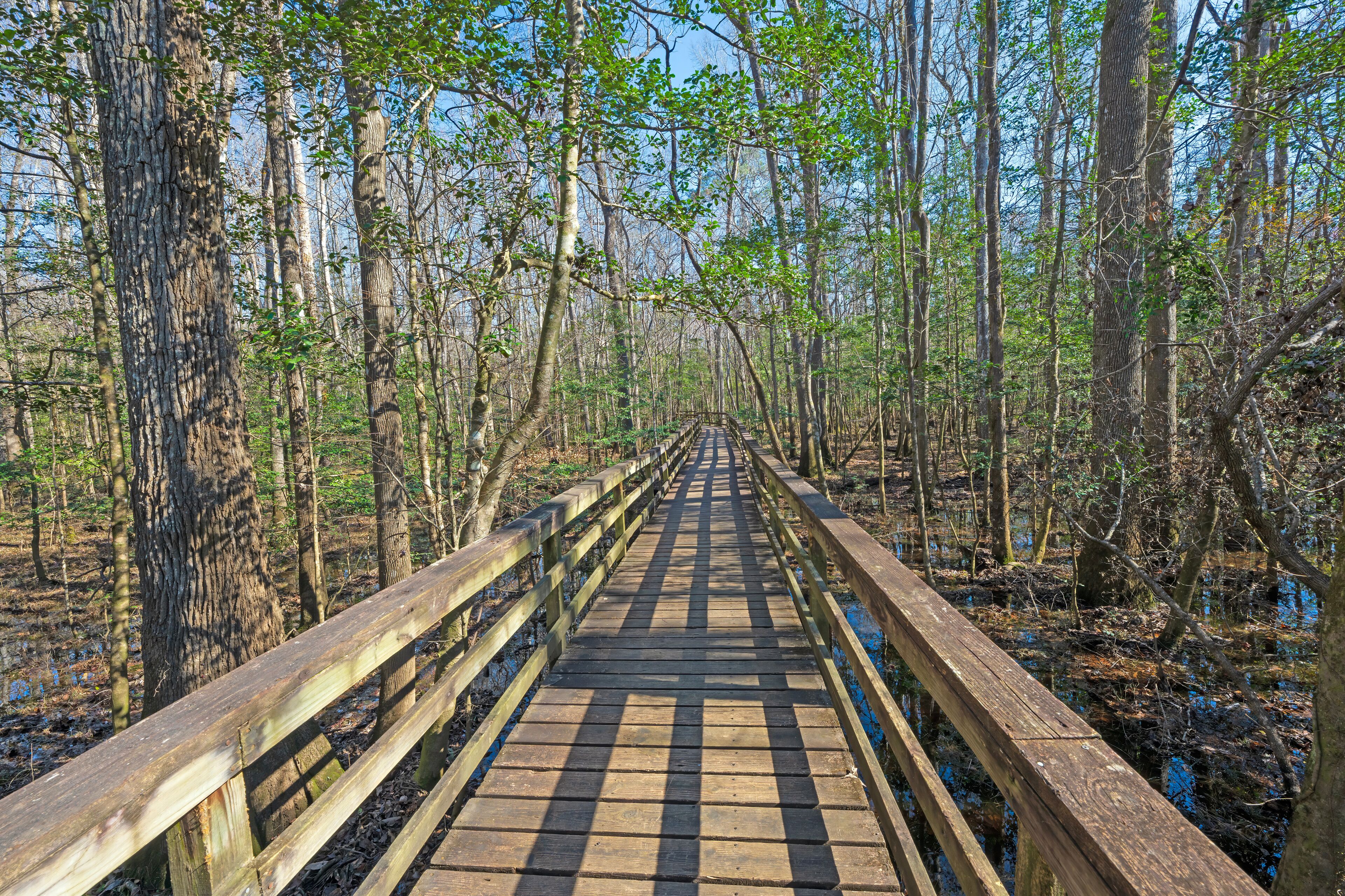 Wooden Boardwalk Running Through a Flooded Forest