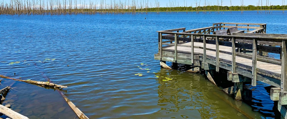 A wooden dock extending into a calm body of water with reeds in the background.