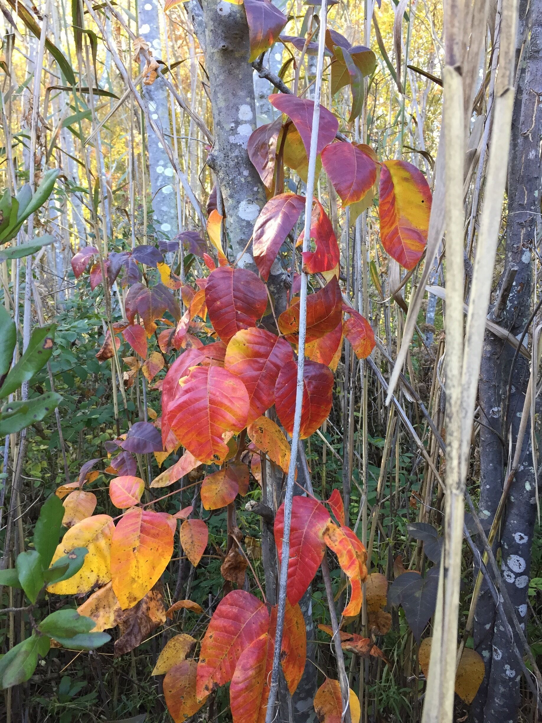 Poison ivy turns beautiful colors .. As it dies for the year it's very potent !