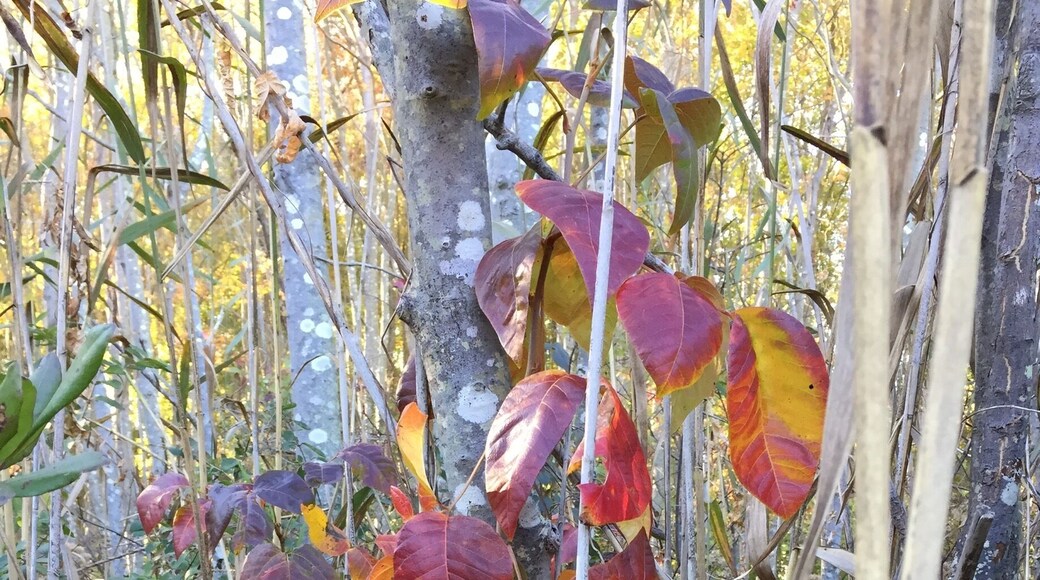Poison ivy turns beautiful colors .. As it dies for the year it's very potent !