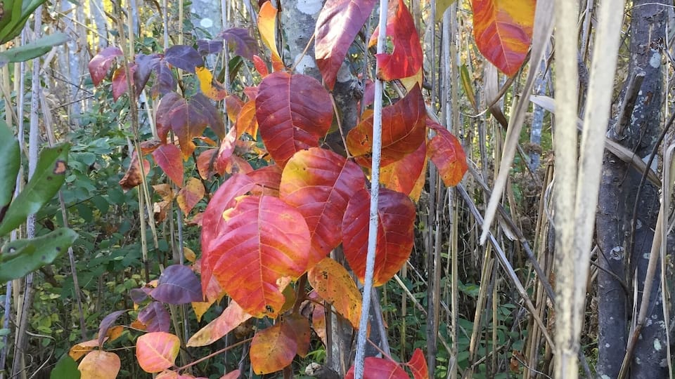 Poison ivy turns beautiful colors .. As it dies for the year it's very potent !