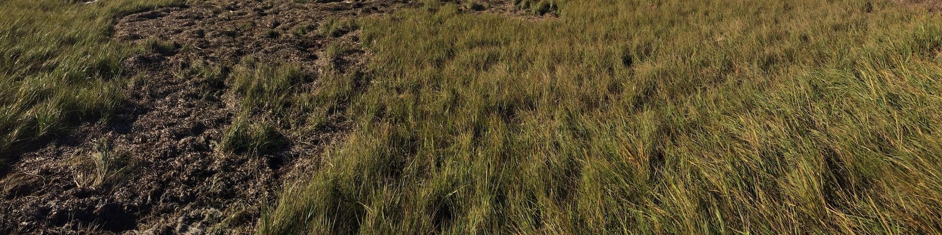 The mash is wonderful for bird watching !