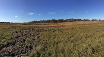 The mash is wonderful for bird watching !