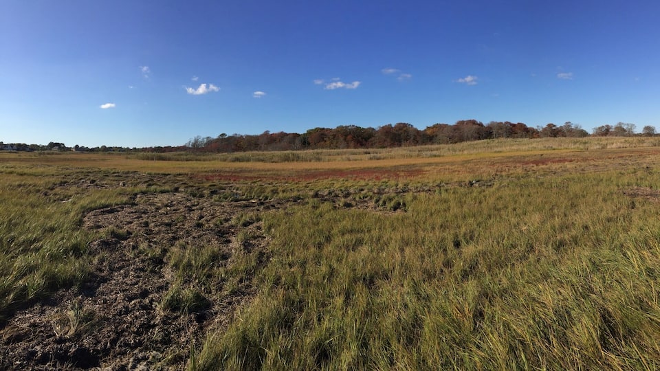 The mash is wonderful for bird watching !