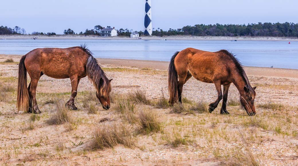 Wild horses grazing on Shackleford Banks near Cape Lookout Lighthous