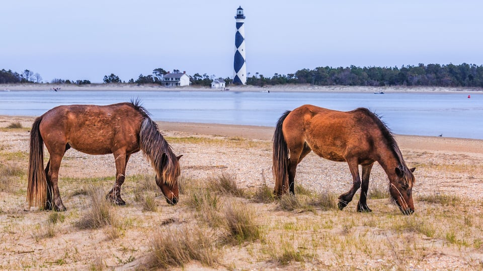 Two horses grazing on a beach with a lighthouse in the background.