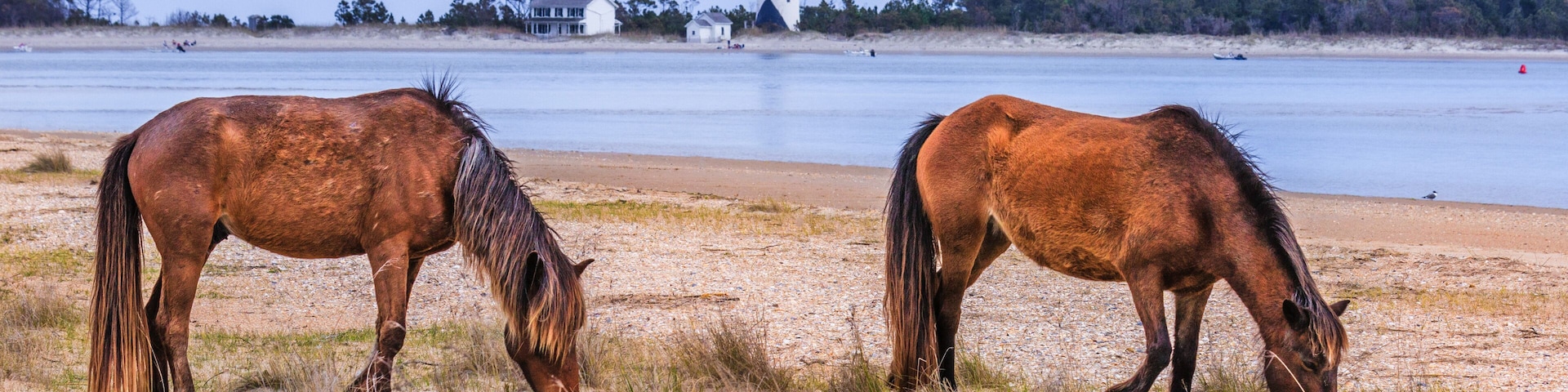 Wild horses grazing on Shackleford Banks near Cape Lookout Lighthous
