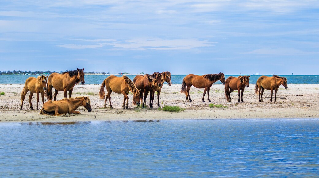 Wild horse herd standing on the beach in the Rachel Carson Wildlife Refuge near Beaufort, NC