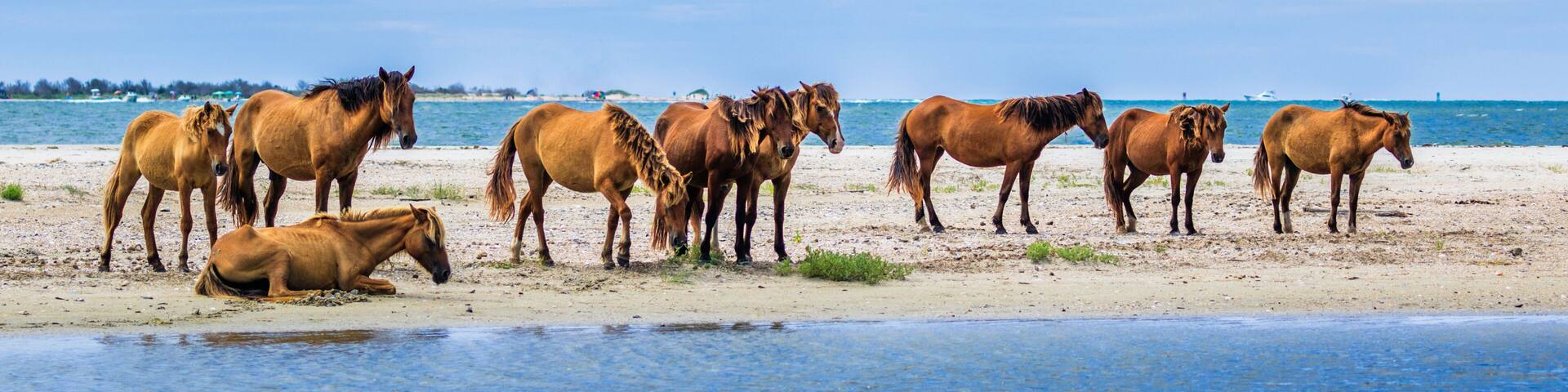 Wild horse herd standing on the beach in the Rachel Carson Wildlife Refuge near Beaufort, NC