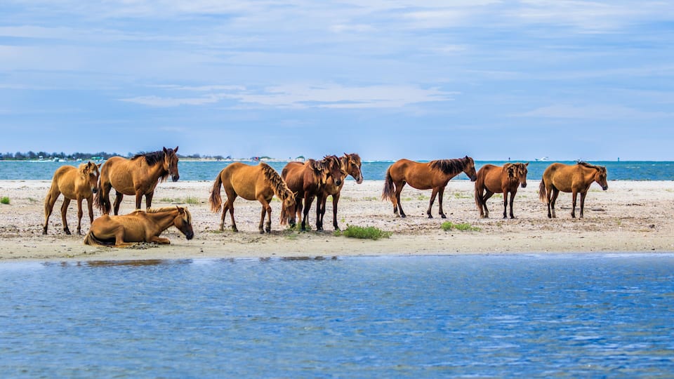 A group of horses on a sandy beach with the ocean in the background.