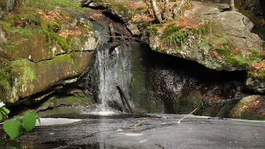 Uma cascata despencando sobre rochas cobertas de musgo em uma área arborizada.