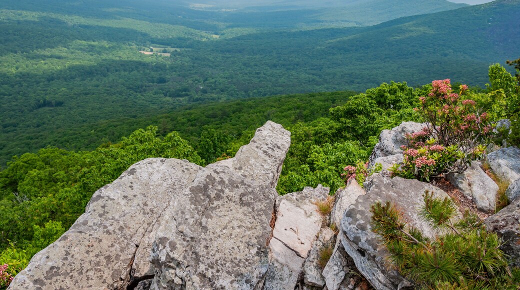 Mountain Laurel in Bloom, West Virginia USA, West Virginia