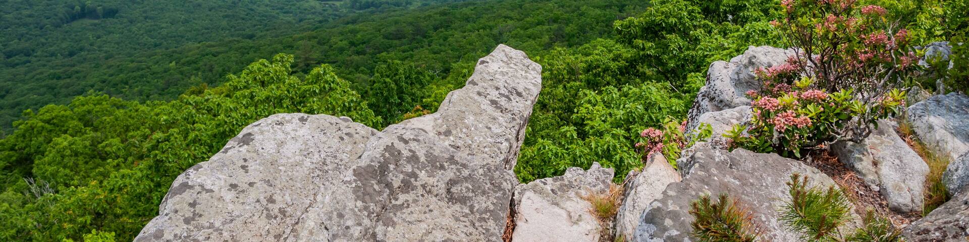 Mountain Laurel in Bloom, West Virginia USA, West Virginia