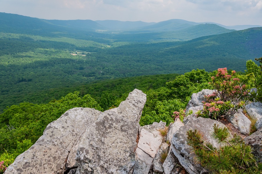 Mountain Laurel in Bloom, West Virginia USA, West Virginia