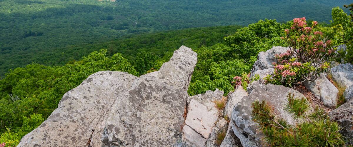 Mountain Laurel in Bloom, West Virginia USA, West Virginia