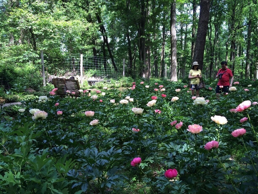 Beautiful peonies garden!