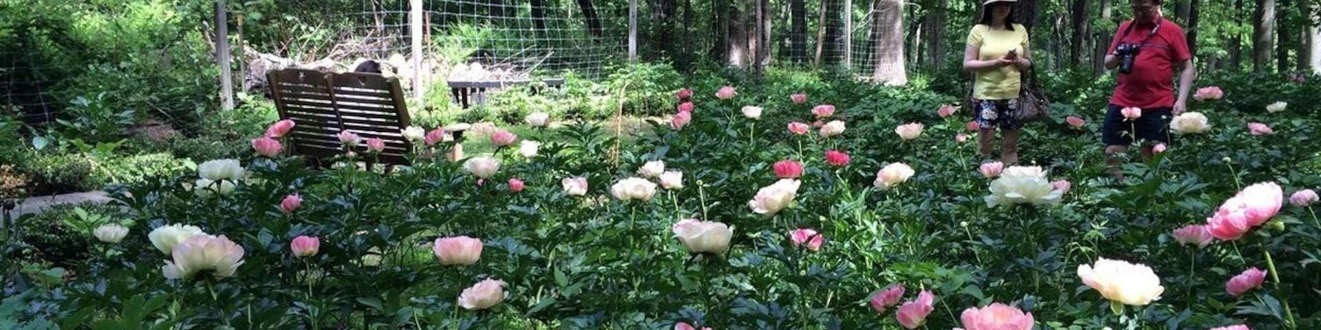 Beautiful peonies garden!