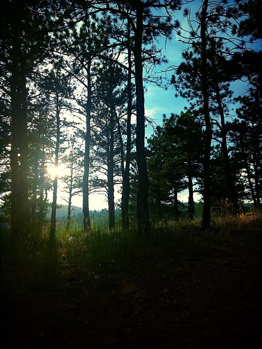 Beautiful sunset beyond the trees