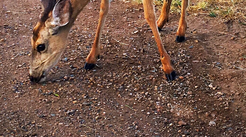 Carter Lake in Loveland, Colorado is a great place for fishing and camping and a great place to spot #wildlife. We had several deer come right through our campsite.