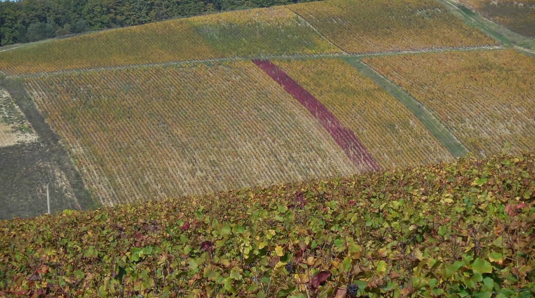 Tonnerre is a lovely place to visit. It has a rich history and some fine wines. The rosé de Tonnerre is a must.