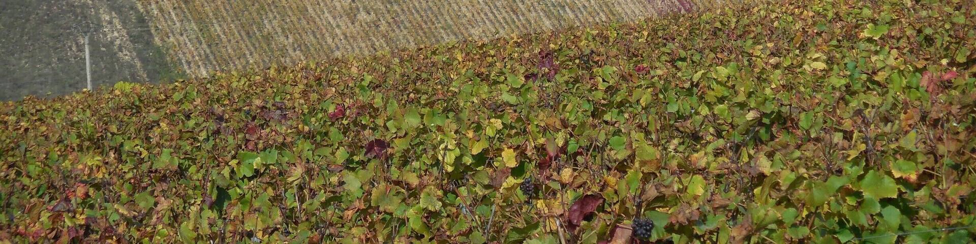 Tonnerre is a lovely place to visit. It has a rich history and some fine wines. The rosé de Tonnerre is a must.