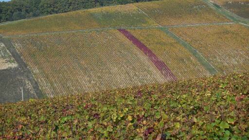 Tonnerre is a lovely place to visit. It has a rich history and some fine wines. The rosé de Tonnerre is a must.