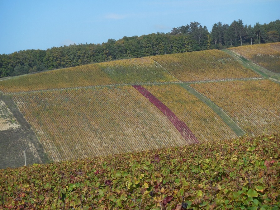 Tonnerre is a lovely place to visit. It has a rich history and some fine wines. The rosé de Tonnerre is a must.