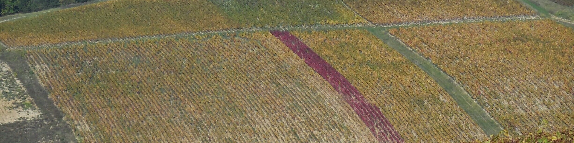 Tonnerre is a lovely place to visit. It has a rich history and some fine wines. The rosé de Tonnerre is a must.