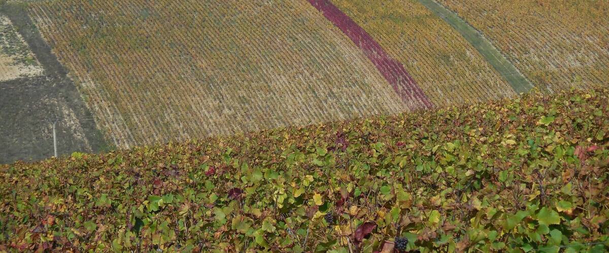A vineyard with rows of grapevines and a forested hill in the background.