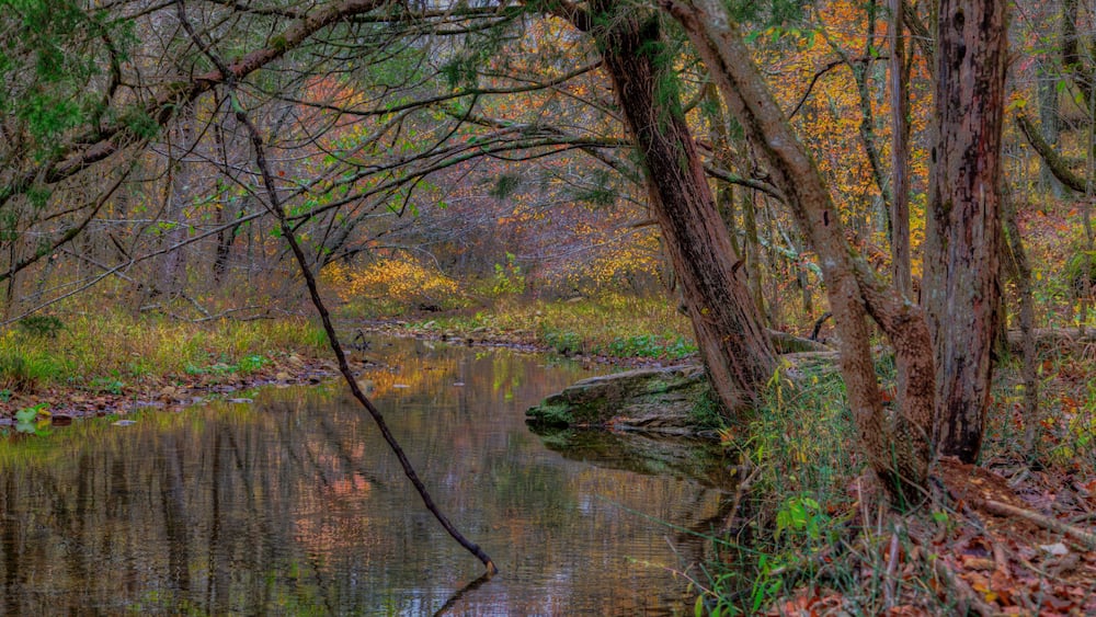 Coonville Creek St. Francois State Park 8920 US Highway 67, Bonne Terre, MO