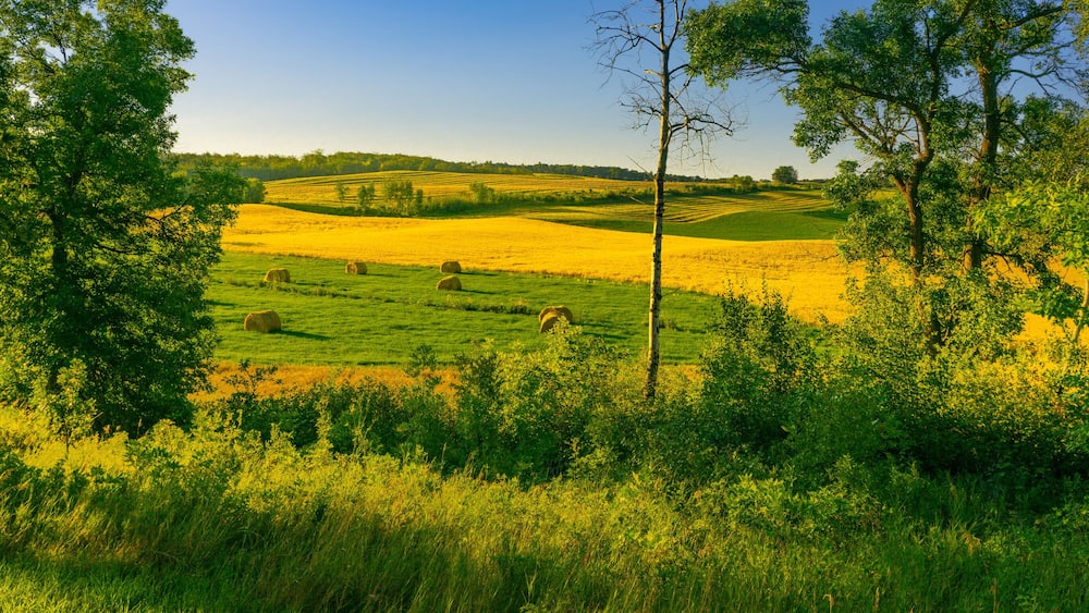 Harvest in the hills and valleys of the Turtle Mountains of North Dakota